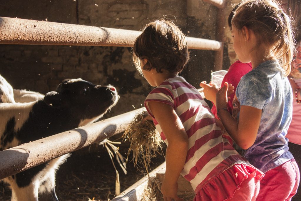 Children playing with calves